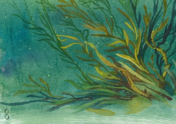 A6   ansichtkaarten de plant die aan land kroop voor 0